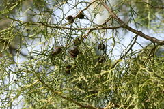Cupressus lusitanica